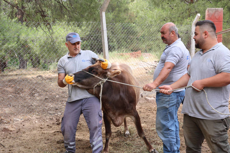 Büyükşehir Belediyesi Kurban Bayramına hazır